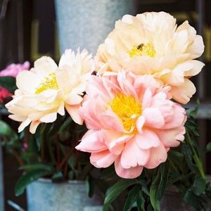 Meet your Posher, Julia